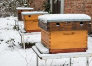 HBV Bijenkasten In De Sneeuw