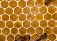 HBV Eitjes Van Honingbij In Wasraat