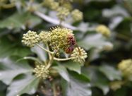 HBV Europese Hoornaar Op Bloeiende Klimop