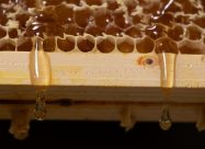 HBV Honing Uit Honingraat