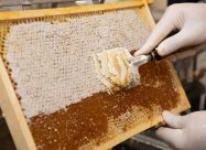 HBV Honingraam Ontzegelen