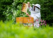 HBV Imker Aan Bijenkast