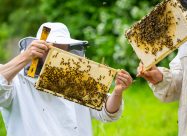 HBV Imkers Aan Het Werk