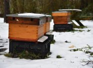 HBV Kasten In De Sneeuw
