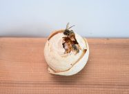 HBV Klein Beginnend Nest Van De Gewone Wesp