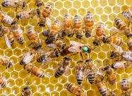 HBV Koningin Met Hofhouding