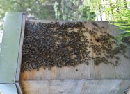 HBV Kunstzwerm Op Warré
