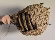 HBV Nest Vespa Velutina Westouter