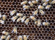 HBV Raam Met Bijen