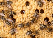HBV Trophallaxis Bij Bijen Op Raat