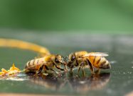 HBV Trophallaxis Van Bijen