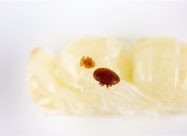 HBV Tropilaelapsmijt lichtbruin En Varroamijt donker Op Bijenpop