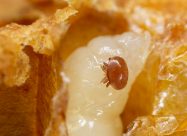 HBV Varroamijt Op Bijenlarve