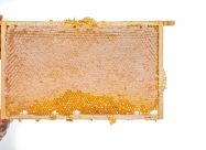 HBV Verzegeld Honingraam