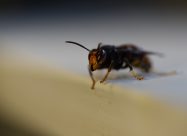 HBV Vespa Velutina