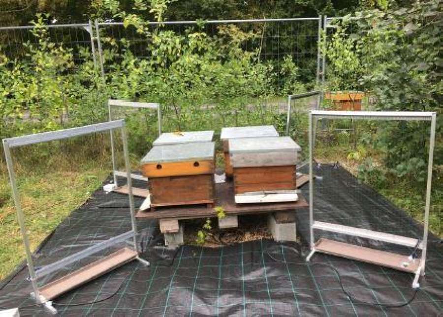 Elektrische harpen Lia