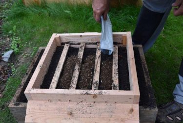 Geert strooit hiervoor een half zakje met 10.000 mijten met voedingsbodem rechtstreeks bovenop de compost.