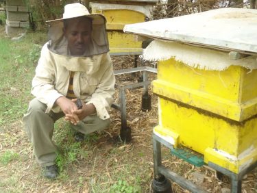 Haftom Bee