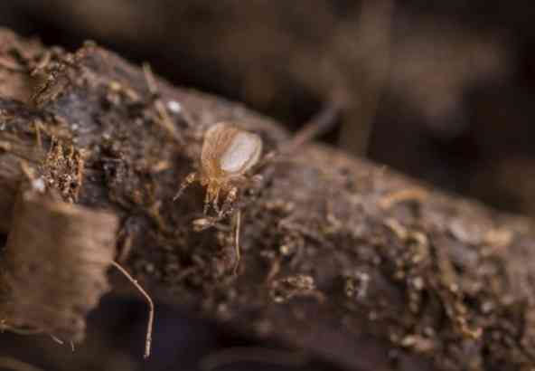 Roofmijt