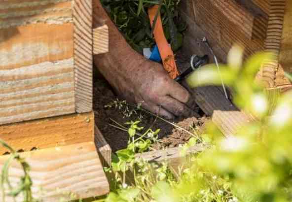 Controleer of de roofmijten nog in leven zijn door wat compost van onder de kast te nemen.