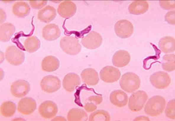 parasiet Trypanosoma brucei brucei