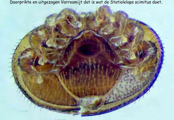 Varroa